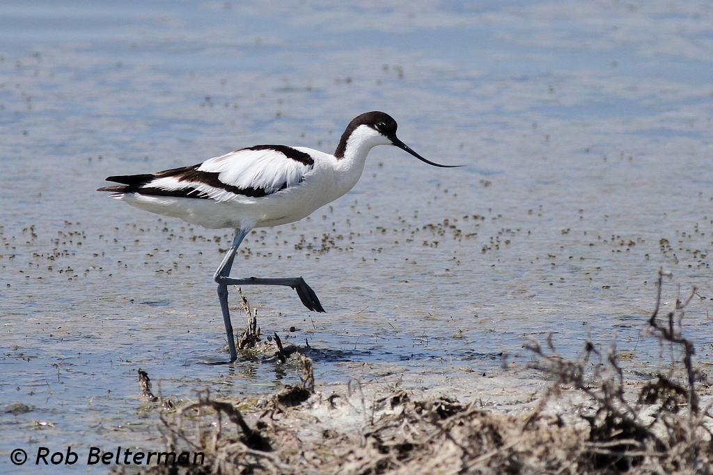 Kluut - Avocet