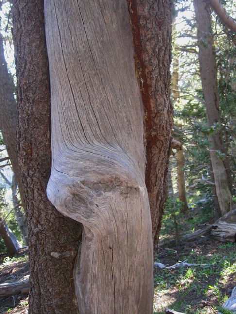 Hot dog tree