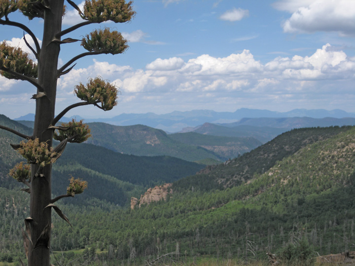 Agave and view to northwest