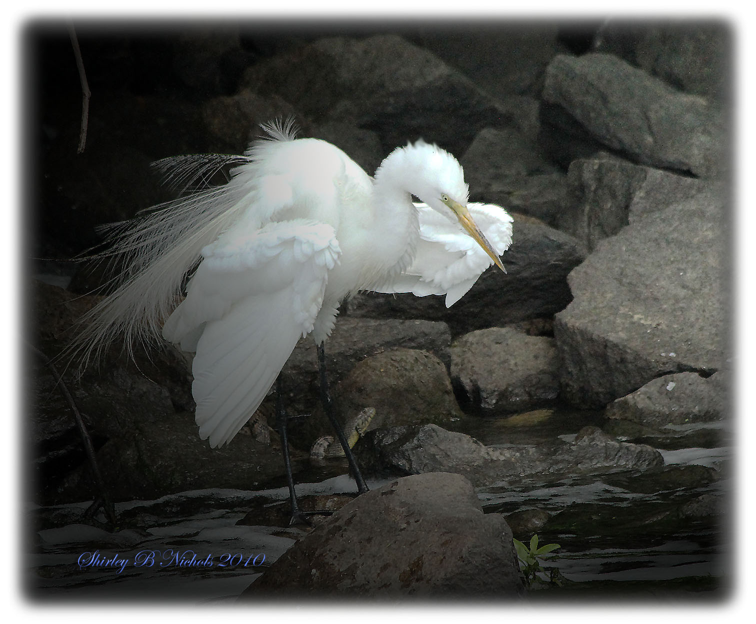 Egret in dress-1.jpg