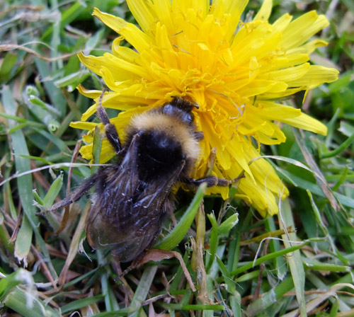  Rescued bee