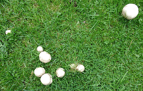  the mushrooms play join the dots