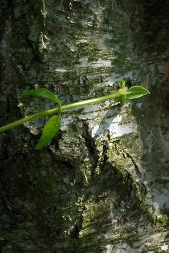 Tree Hugger 