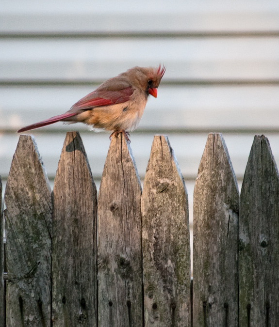 Mrs. Cardinal (5/6)