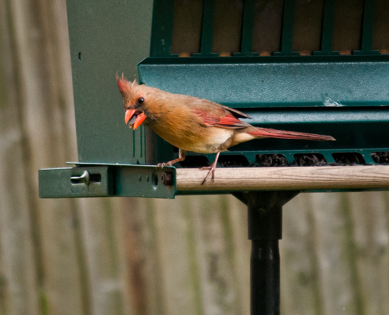 Mrs. Cardinal Again (5/10)