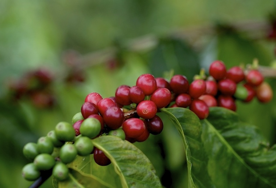 Kona coffee cherries VII