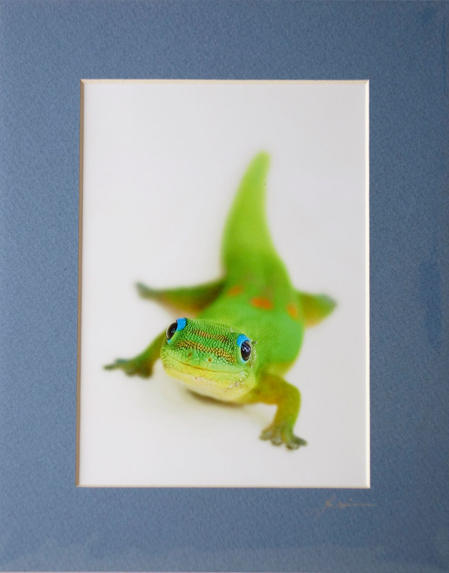 Smiling Gecko - Say Cheese (pale blue grey mat)