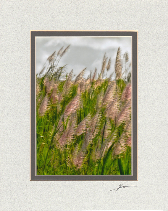Sunlit Sugar Canes (grey overmat)