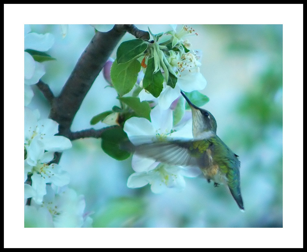 Swarm of Humming Birds About Apple Tree in Full Bloom