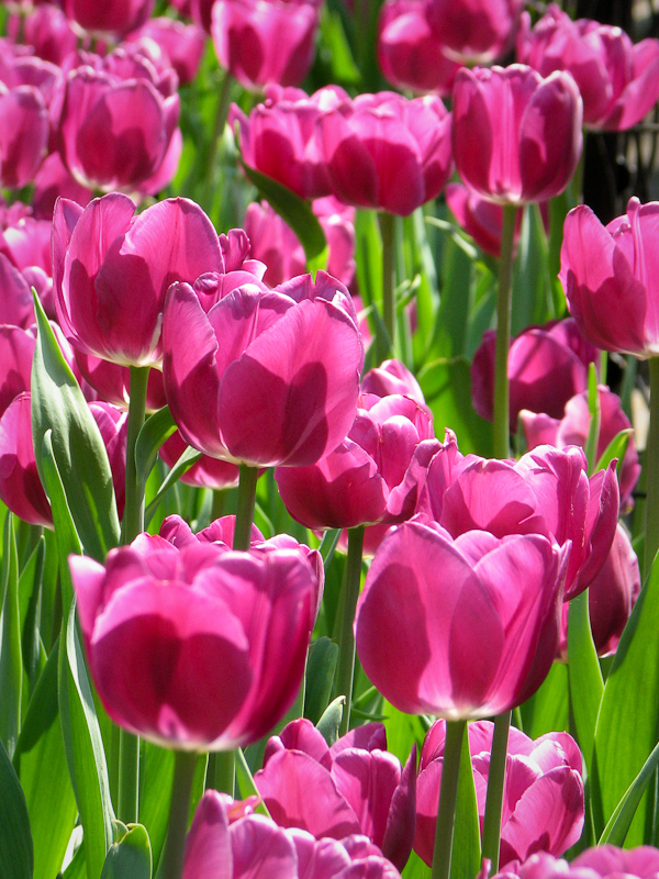 Purple Tulips