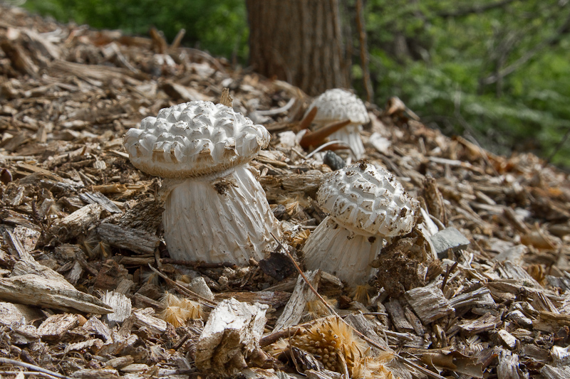 Mushroom Couple