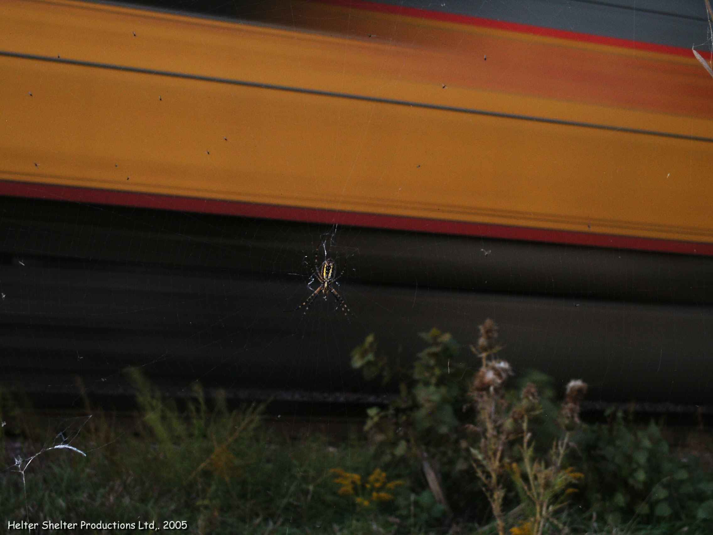 The Spider and the Train.jpg