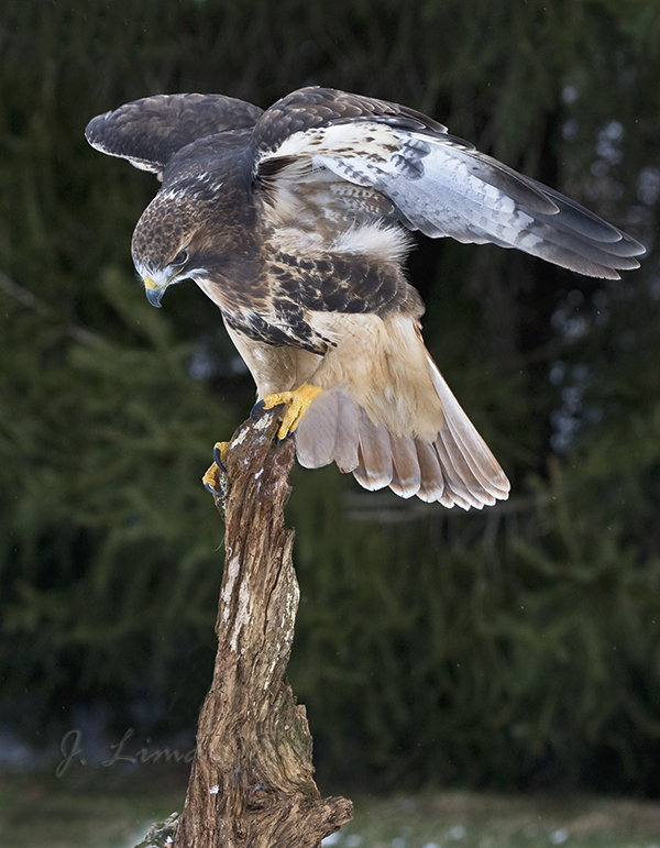 Red Tail Hawk (cap)