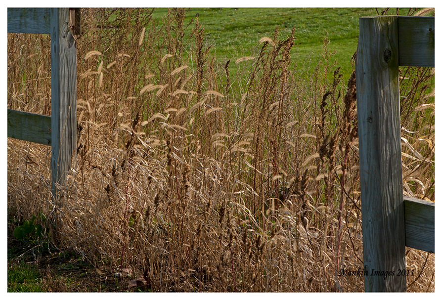 Fence posts, Kane County