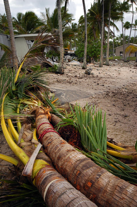 Downed palms and another damaged trailer