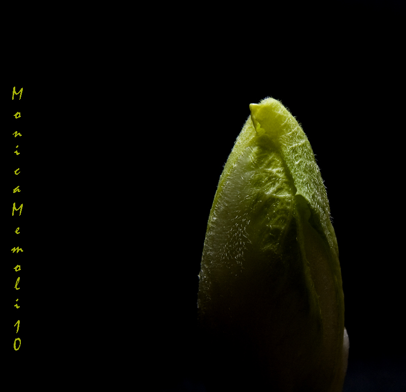Menhir