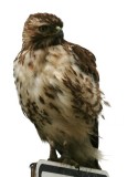 134948700_IpXWdui5.jpg