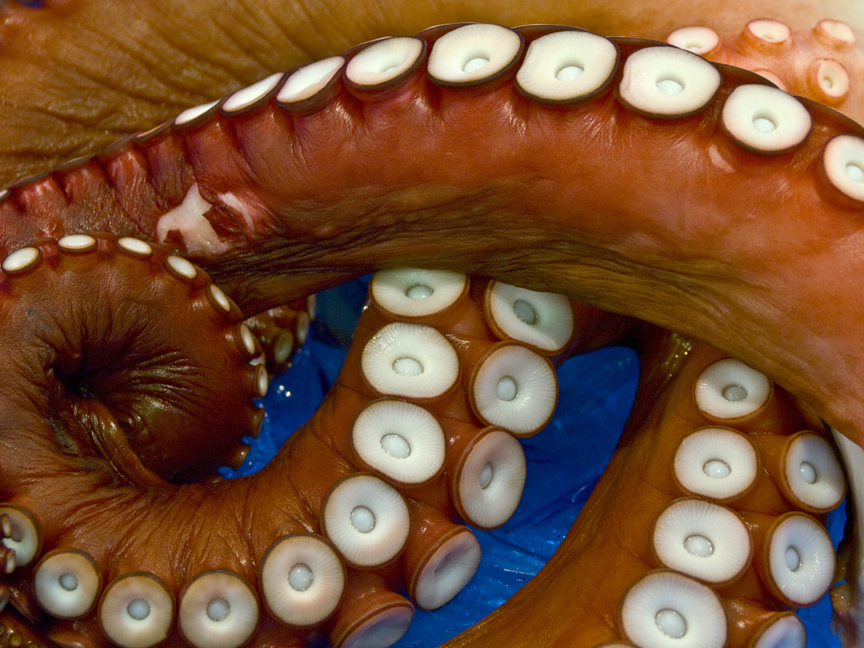 Tsukiji-Octopuses Tentacles 03.jpg