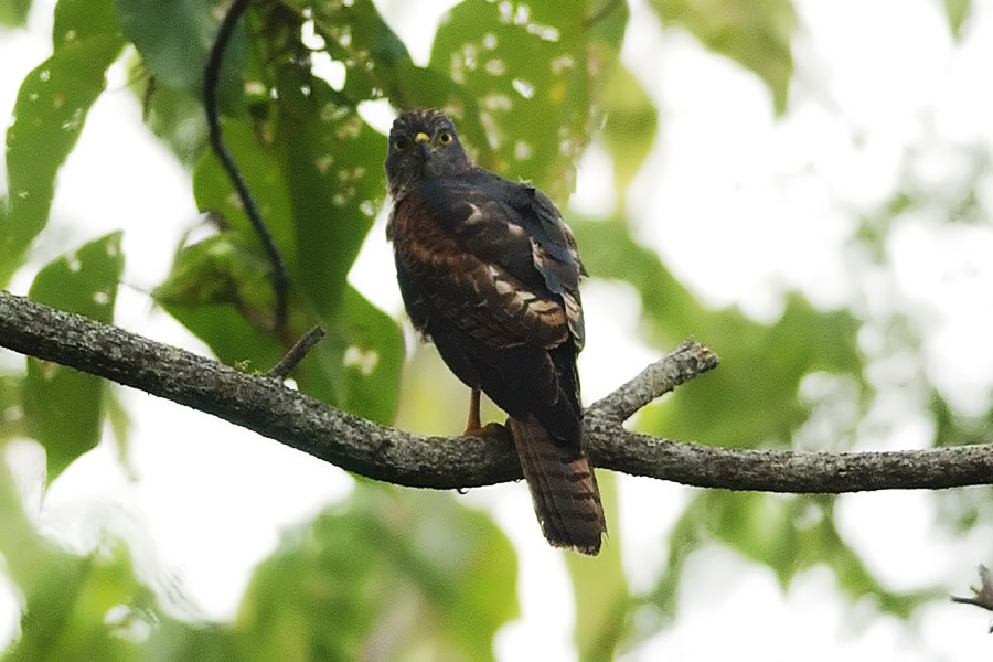 Variable Goshawk_9081.jpg