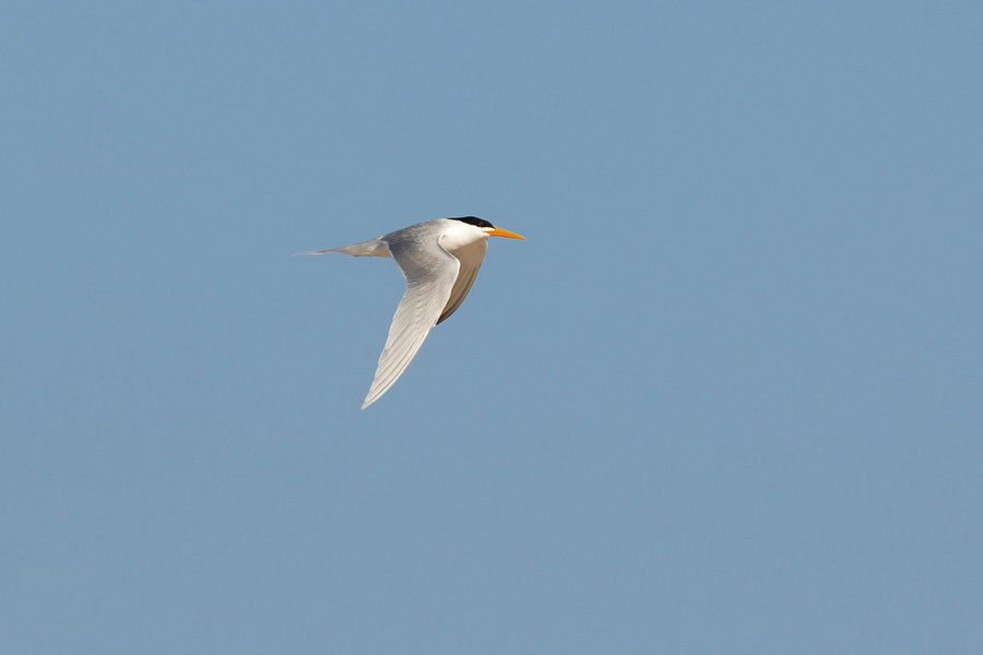 Lesser Crested Tern7702.JPG