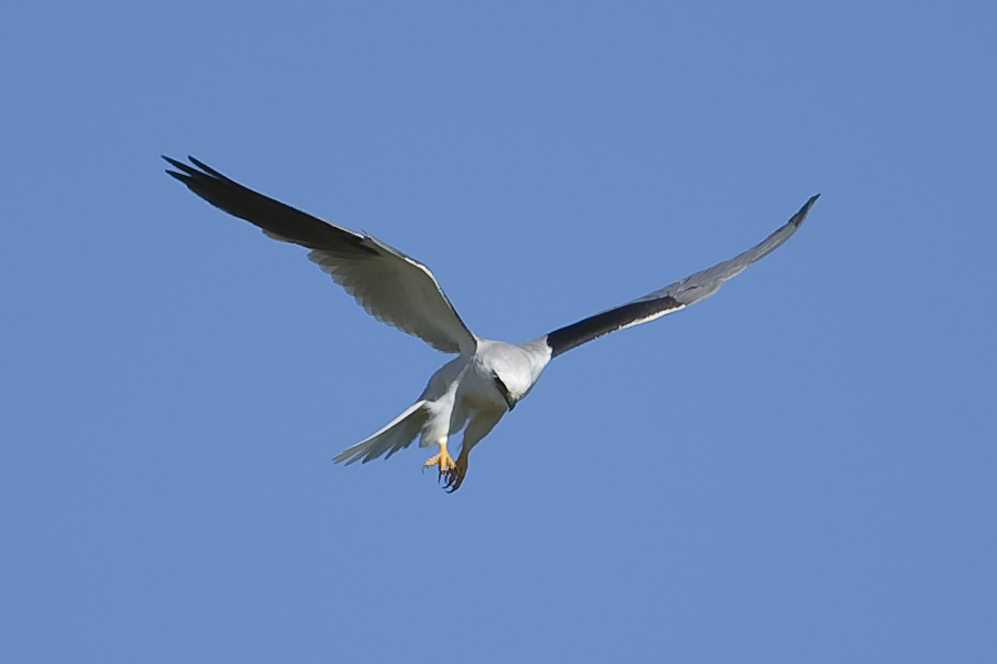 Black-shouldered Kite_9979.jpg