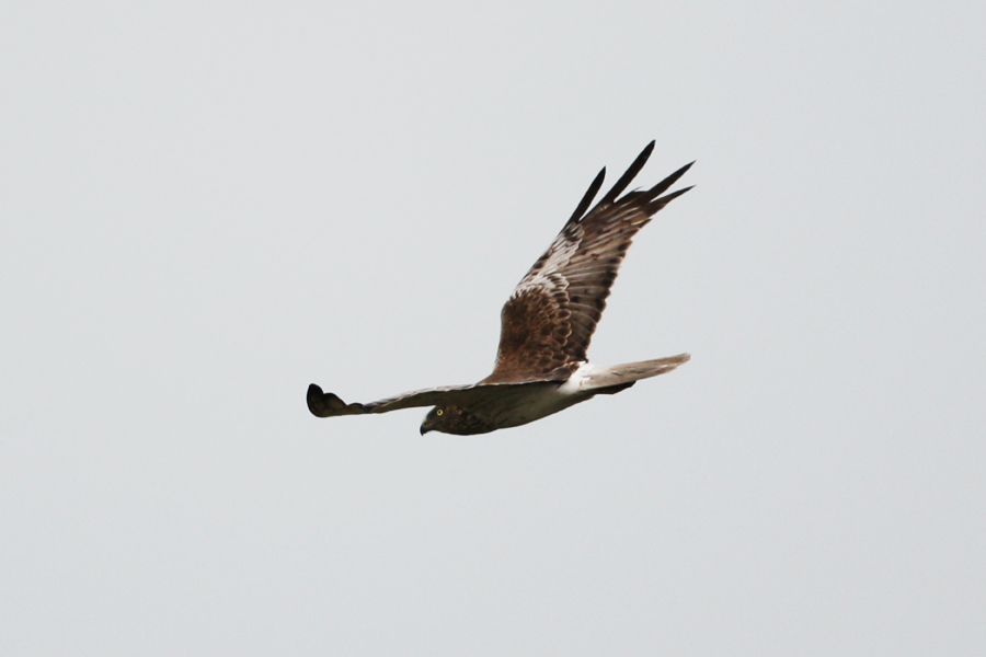 Swamp Harrier 5396.jpg