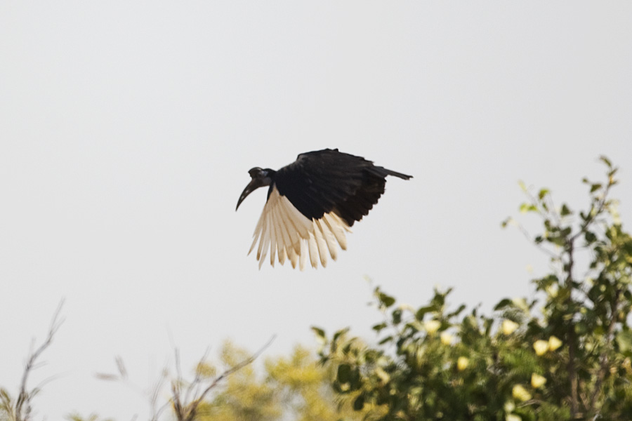 Absynnian Ground Hornbill 0149.jpg