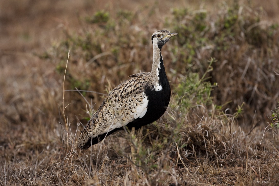 Hartlaubs Bustard 7040.JPG