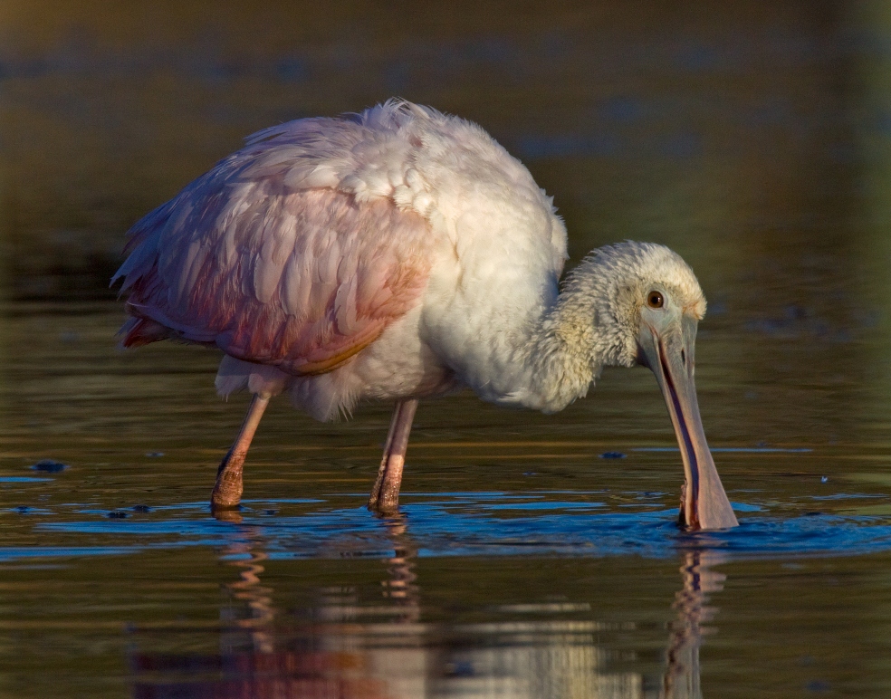 Spoony Feeding