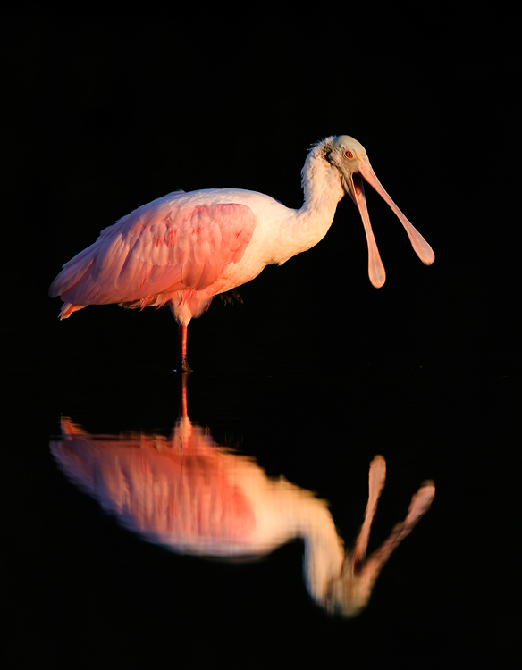 Roseate Spoonbill Yawning