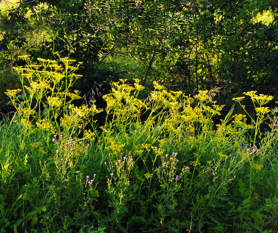 Yarrow in  late sun