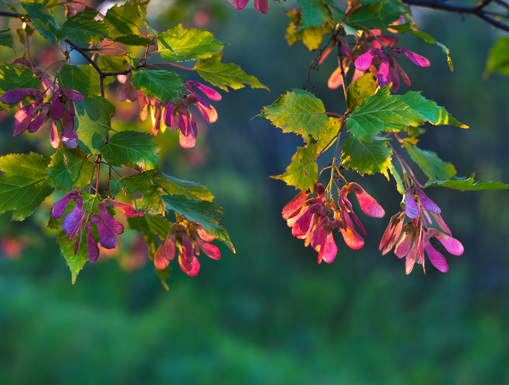 Maple seeds in evening light...