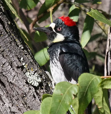 See crown raised on female Acorn Woodpecker