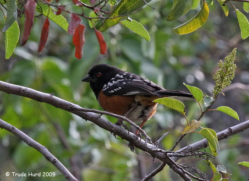 Spotted Towhee in laurel sumac
