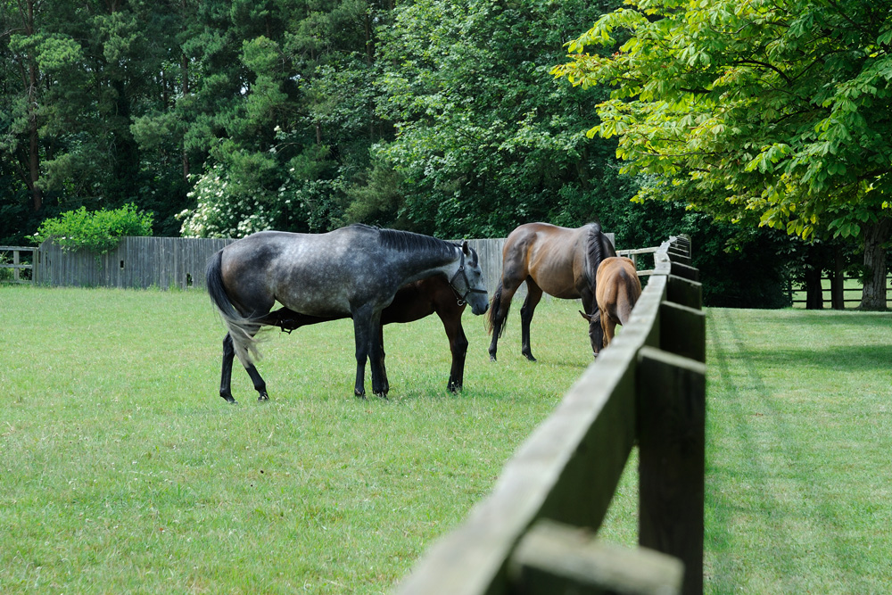 National Stud, Newmarket  10_DSC_3991