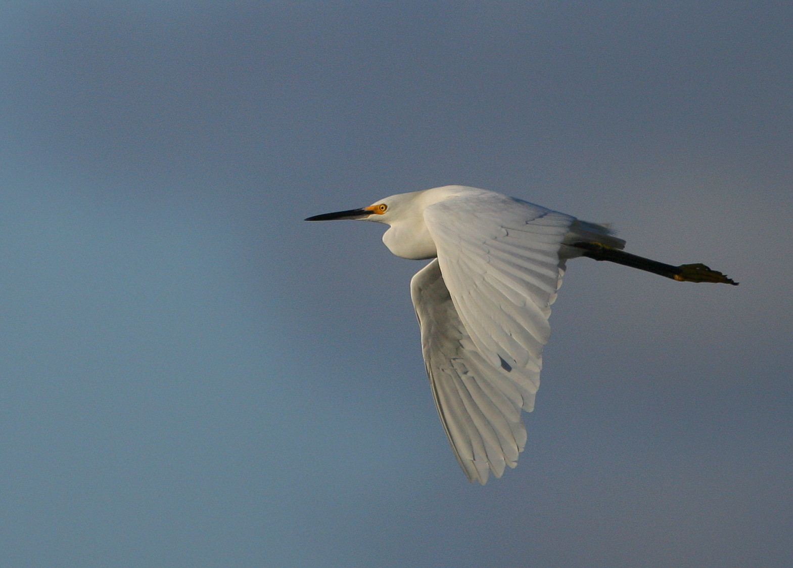 Snowy Egret