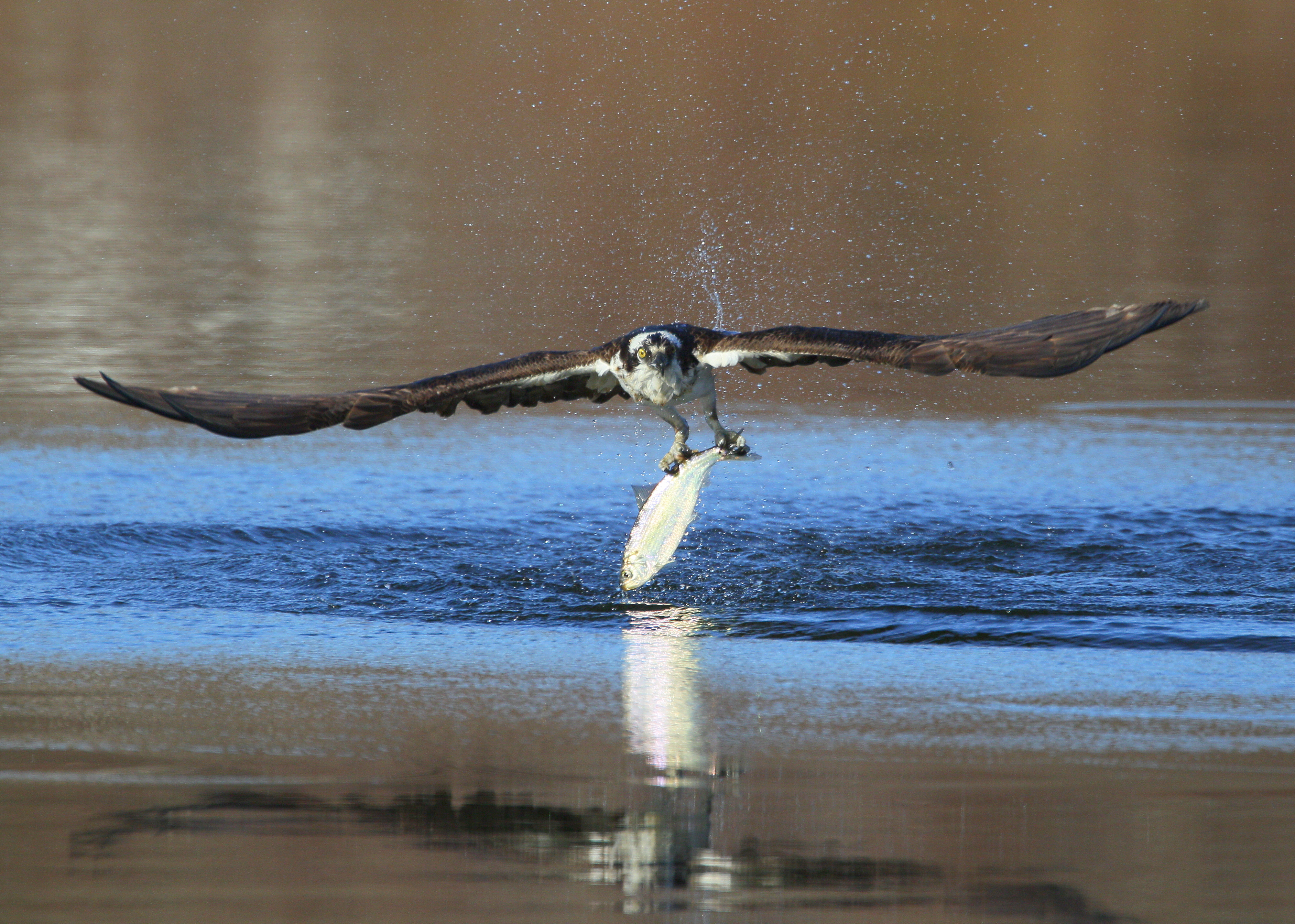 Osprey