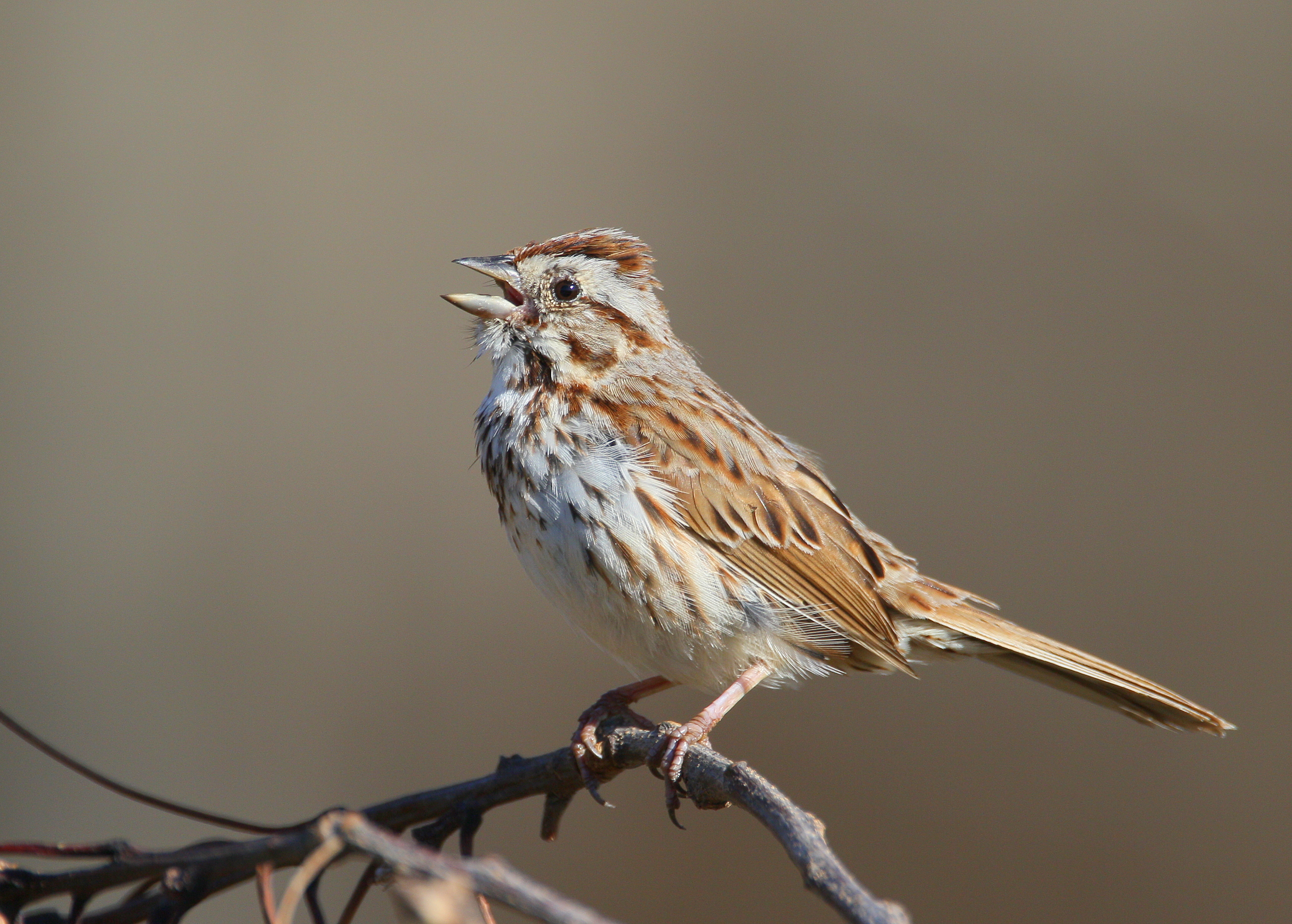 Song Sparrow