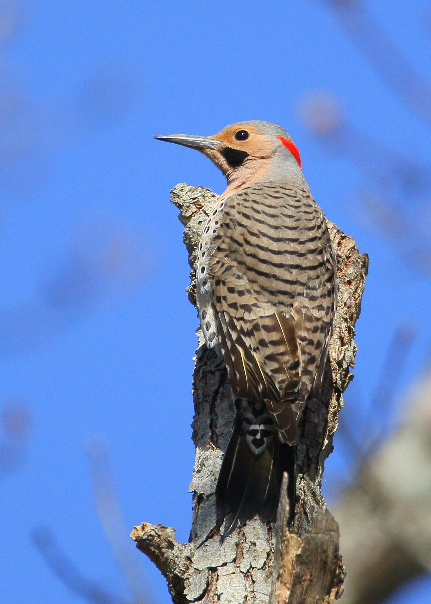 Northern Flicker