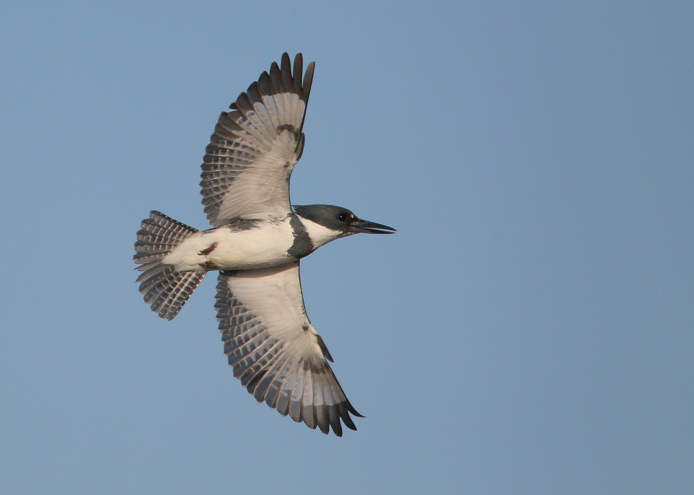 Belted Kingfisher