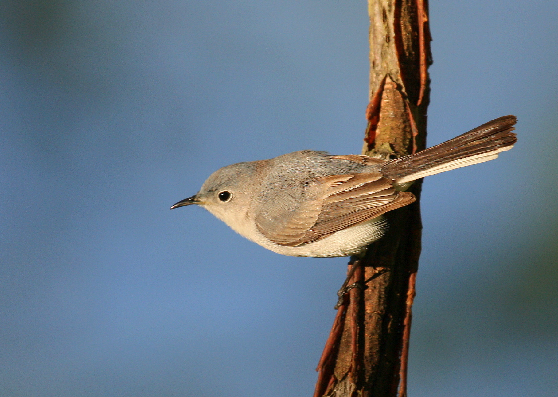 Blue-gray Gnatcatcher