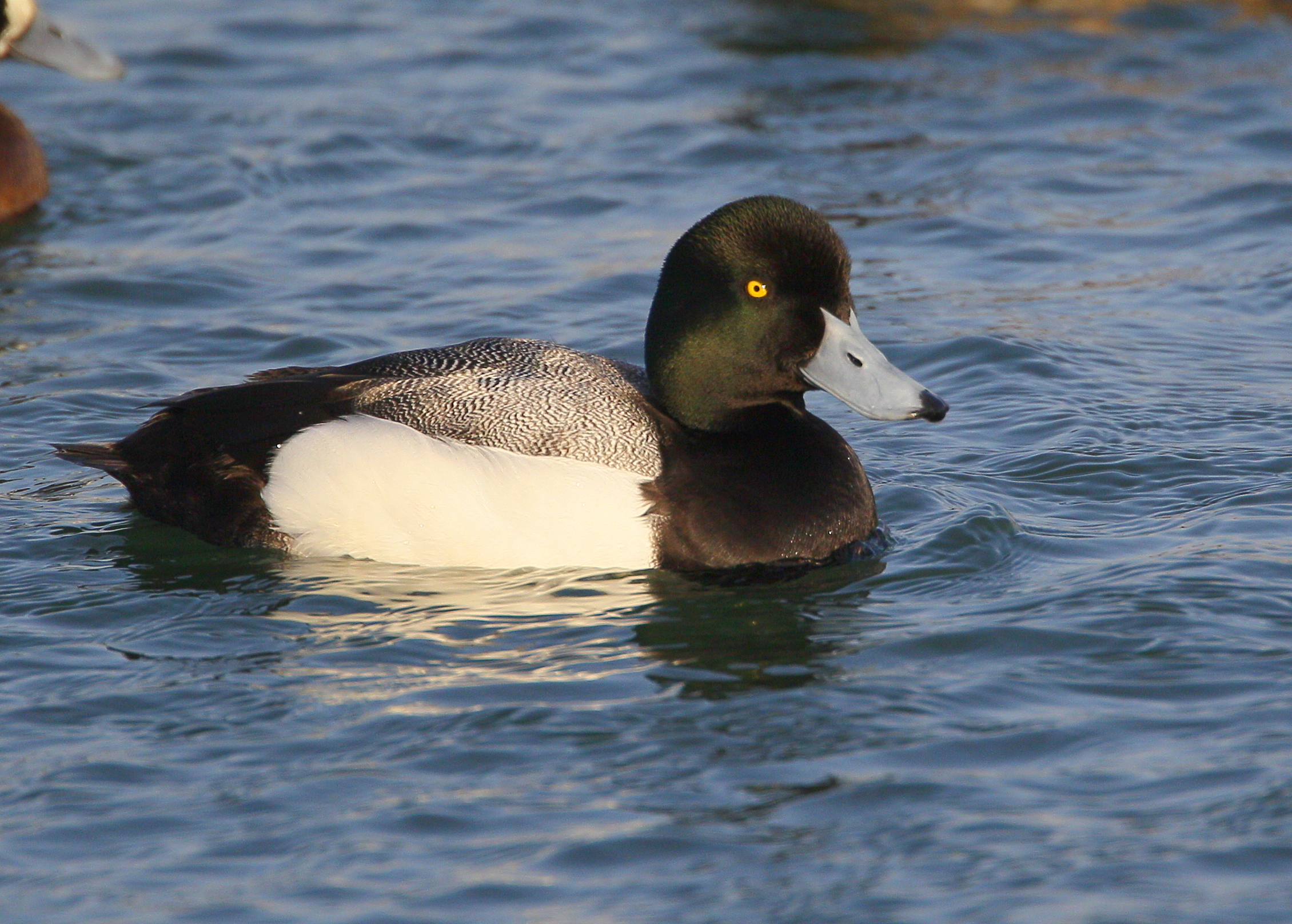 Greater Scaup, male