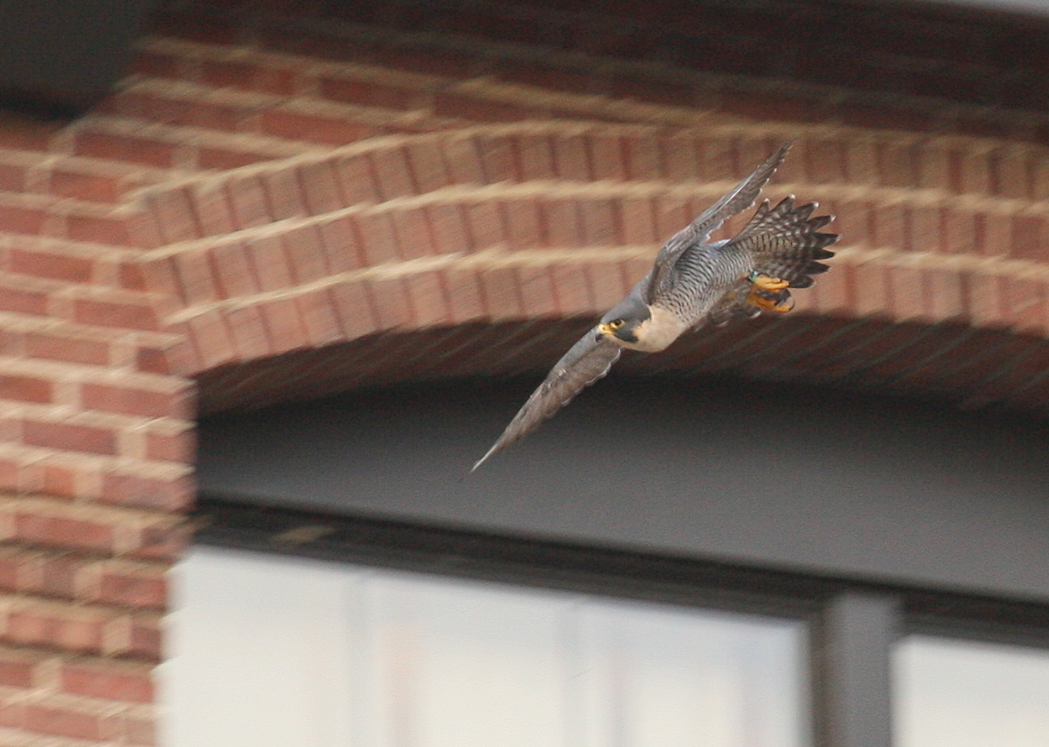 Peregrine: gliding down from south side roof of NB Bldg.