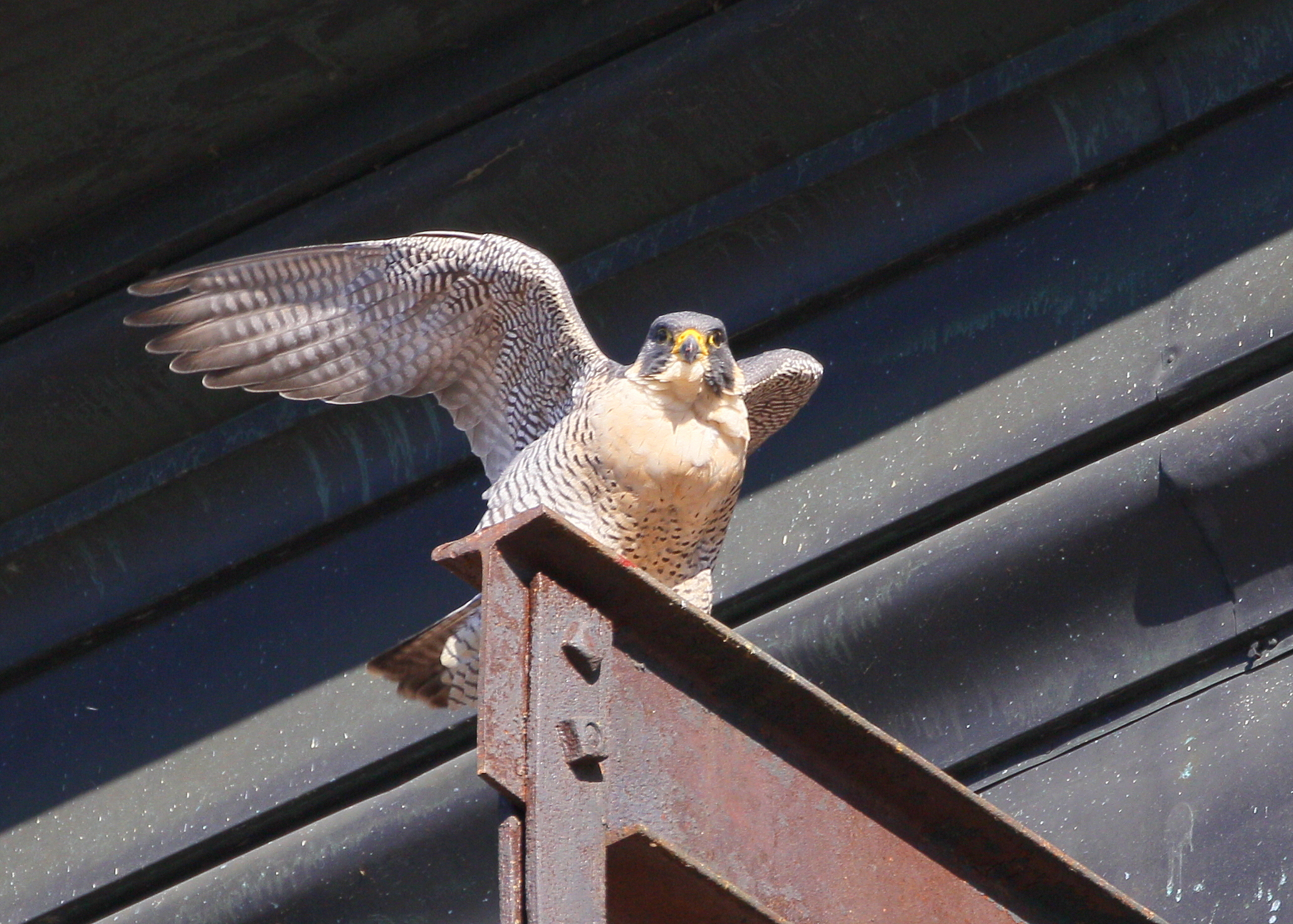 Peregrine: steel beam just below roof