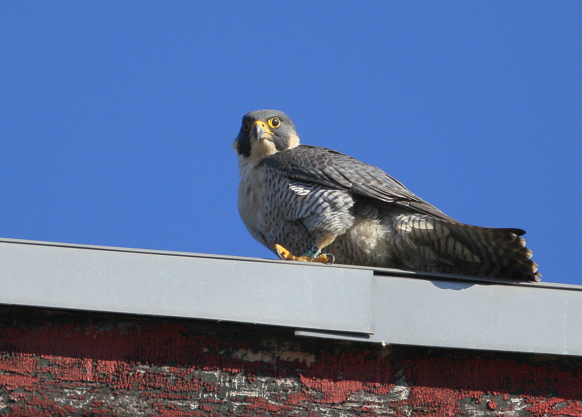 Peregrine: rooftop snack