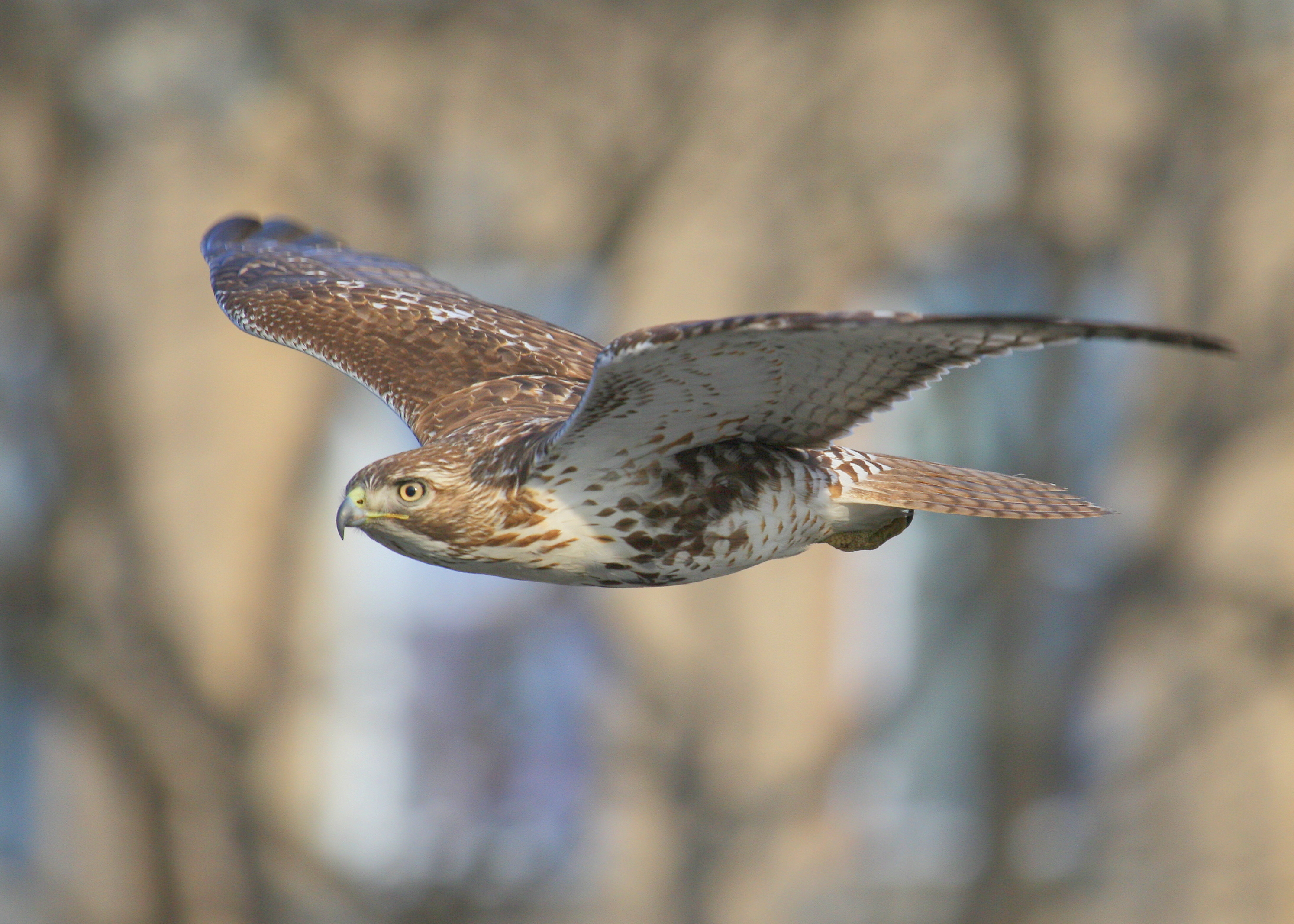 Red-tailed Hawk