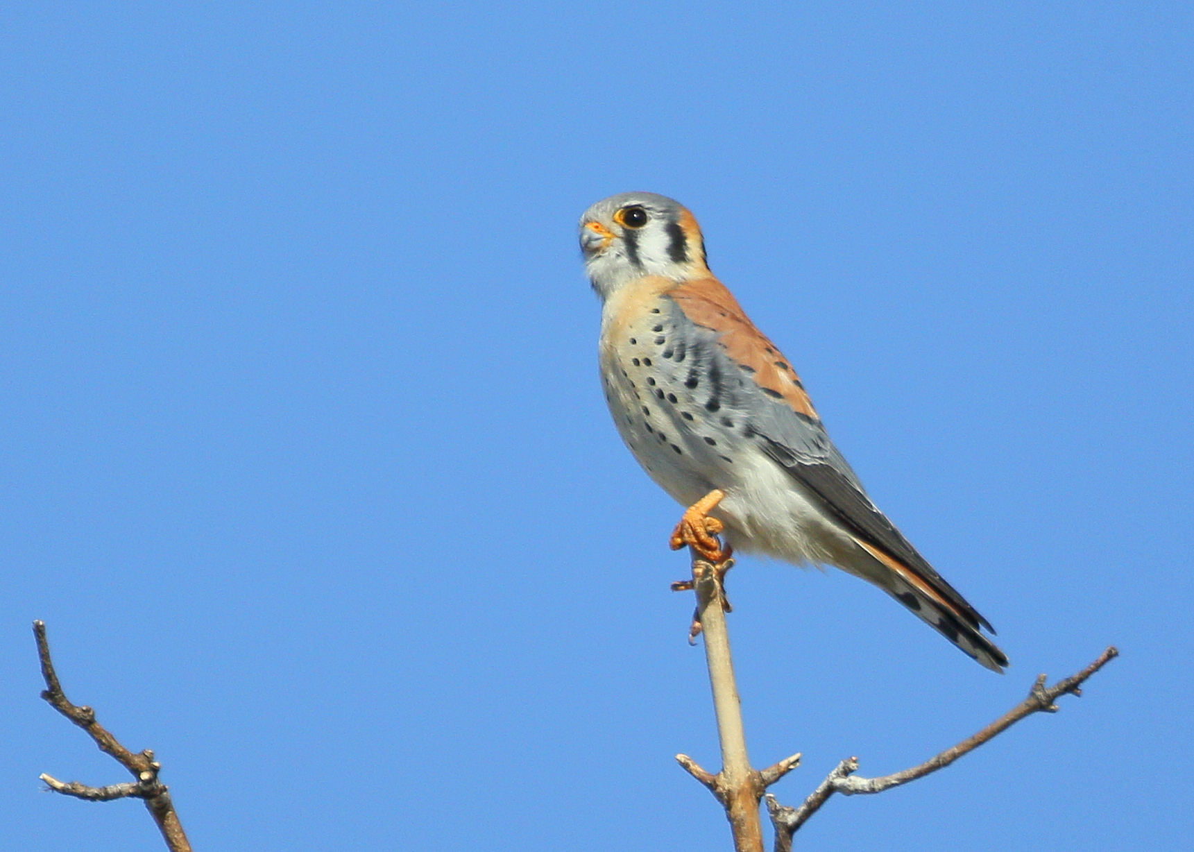 American Kestrel, male