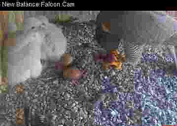 Two falcon chicks, two unhatched eggs, all at feeding time!