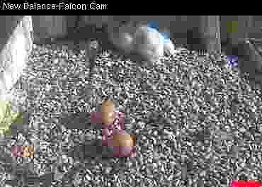 Two falcon chicks, two unhatched eggs, lazing around later afternoon
