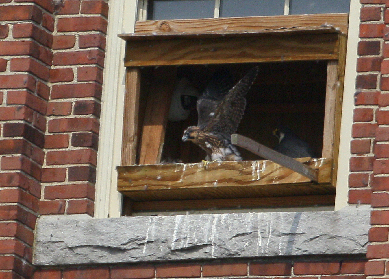 Peregrine chick, male: ready to fledge